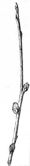 Orvilles_drawing_1887.jpg (5550 bytes)